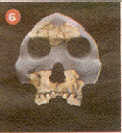 fosil6